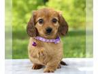 Dachshund PUPPY FOR SALE ADN-783447 - Mini Dachshund