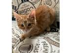 Adopt Coral a Domestic Short Hair