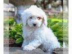 Poodle (Miniature) PUPPY FOR SALE ADN-783459 - Mini Poodle