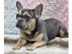French Bulldog PUPPY FOR SALE ADN-783461 - AKC French Bulldog Puppy