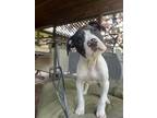 Adopt Polly a Pit Bull Terrier, Boxer