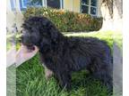 Aussiedoodle Miniature PUPPY FOR SALE ADN-783478 - mini aussiedoodle