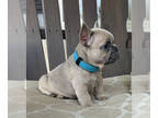 French Bulldog PUPPY FOR SALE ADN-783481 - French Bulldog Puppies