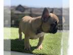 French Bulldog PUPPY FOR SALE ADN-783484 - Beautiful Cha Cha