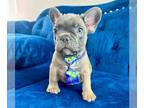 French Bulldog PUPPY FOR SALE ADN-783489 - BLUE FAWN CUTIE
