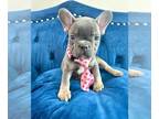 French Bulldog PUPPY FOR SALE ADN-783491 - BLUE TRI MERLE