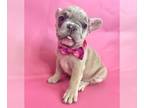 French Bulldog PUPPY FOR SALE ADN-783492 - FAWN MERLE BEAUTY