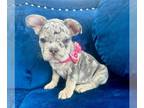 French Bulldog PUPPY FOR SALE ADN-783500 - LILAC MERLE PRINCESS