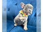 French Bulldog PUPPY FOR SALE ADN-783502 - LILAC TAN FEMALE