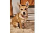 Adopt Starla a Shepherd