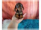 Dachshund PUPPY FOR SALE ADN-783509 - Mini Dachshund Nationwide Delivery