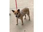 Adopt Ehle a Australian Cattle Dog / Blue Heeler