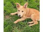 Adopt Skyla a Shepherd