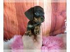 Dachshund PUPPY FOR SALE ADN-783515 - Mini Dachshund Nationwide Delivery