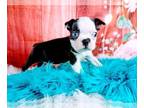 Boston Terrier PUPPY FOR SALE ADN-783532 - Boston Terrier Nationwide Delivery