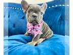 French Bulldog PUPPY FOR SALE ADN-783533 - LILAC TAN LOVEBUG