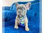 French Bulldog PUPPY FOR SALE ADN-783534 - BLUE FAWN CUTIE
