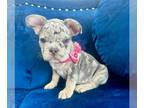French Bulldog PUPPY FOR SALE ADN-783535 - LILAC MERLE PRINCESS