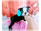 Boston Terrier PUPPY FOR SALE ADN-783537 - Boston Terrier Nationwide Delivery