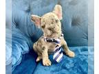 French Bulldog PUPPY FOR SALE ADN-783539 - TRI MERLE BABY BOY