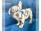 French Bulldog PUPPY FOR SALE ADN-783540 - ADORABLE MERLE PRINCE