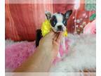 Boston Terrier PUPPY FOR SALE ADN-783542 - Boston Terrier Nationwide Delivery
