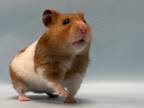 Adopt Jellybean a Hamster