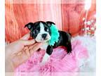 Boston Terrier PUPPY FOR SALE ADN-783548 - Boston Terrier Nationwide Delivery