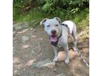 Adopt London a Pit Bull Terrier