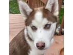 Adopt Nova a Husky