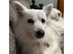 Adopt Wendy a American Eskimo Dog