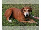 Feist Terrier-Labrador Retriever Mix DOG FOR ADOPTION RGADN-1090490 - Madison -