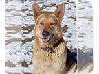 German Shepherd Dog-Huskies Mix DOG FOR ADOPTION RGADN-1091495 - Panama Jack -