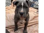 Adopt Amarilla a Pit Bull Terrier, Cane Corso