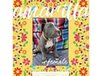 Adopt Amarilla a Pit Bull Terrier, Cane Corso