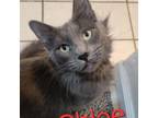 Adopt Chloe a Russian Blue, Domestic Medium Hair