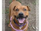 Rottweiler-American Pit Bull Terrier DOG FOR ADOPTION RGADN-1243242 - Karmen -