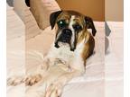 Boxer DOG FOR ADOPTION RGADN-1243433 - Lily Belle - Boxer (short coat) Dog For