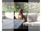 Plott Hound-Redbone Coonhound Mix DOG FOR ADOPTION RGADN-1243436 - Valerie -