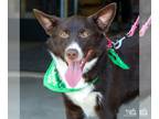 Pembroke Welsh Corgi Mix DOG FOR ADOPTION RGADN-1243442 - Avery - Shepherd /