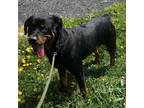 Adopt Rose *I am currently in a foster to adopt home!* a Rottweiler