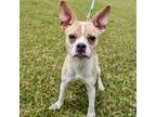 Adopt Lainey Brooke 04-3024 a Boston Terrier, Mixed Breed