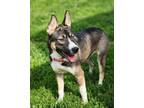 Adopt Violet a German Shepherd Dog, Siberian Husky