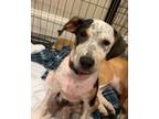 Adopt Ginger Boyle a Coonhound, Mixed Breed