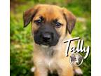 Adopt Tally New Caney a Labrador Retriever, Mixed Breed