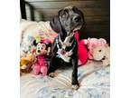 Adopt Princess the Sweet Family Dog a Pit Bull Terrier, Weimaraner