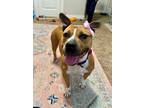 Adopt Molly Ann Little Angel a Pit Bull Terrier, Boxer