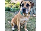 Adopt Godiva a Mastiff