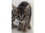Adopt May Flowers a Domestic Short Hair