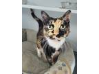 Adopt Calico a Domestic Short Hair